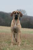 DOGUE ALLEMAND 757